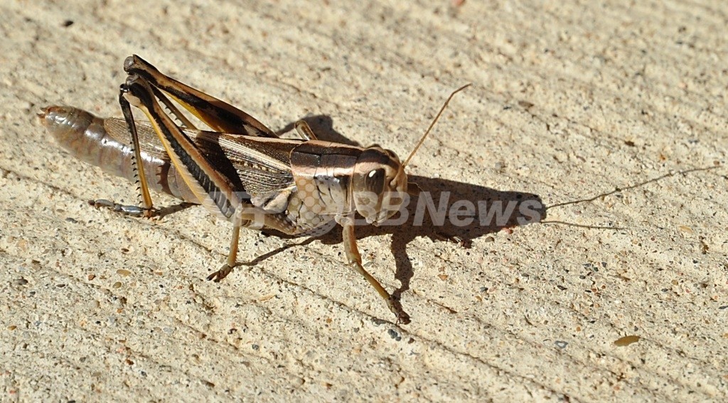 恐怖の中で死んだバッタ 土壌に悪影響を及ぼす 研究論文 写真1枚 国際ニュース Afpbb News