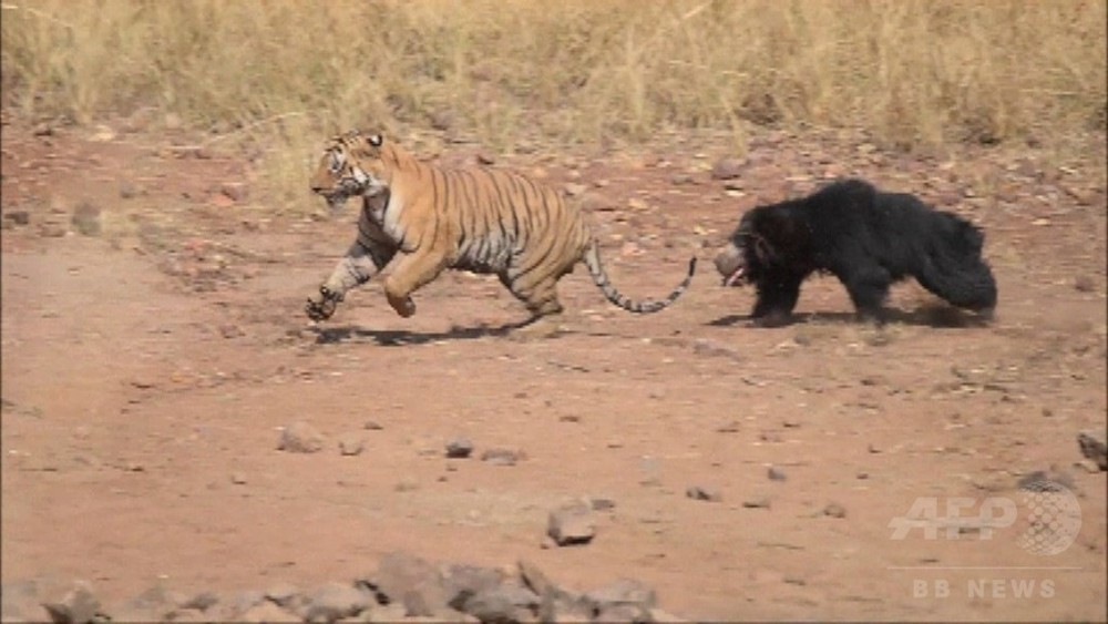 動画 母は強し ナマケグマが子を狙うトラと15分格闘し撃退 インド 写真1枚 国際ニュース Afpbb News