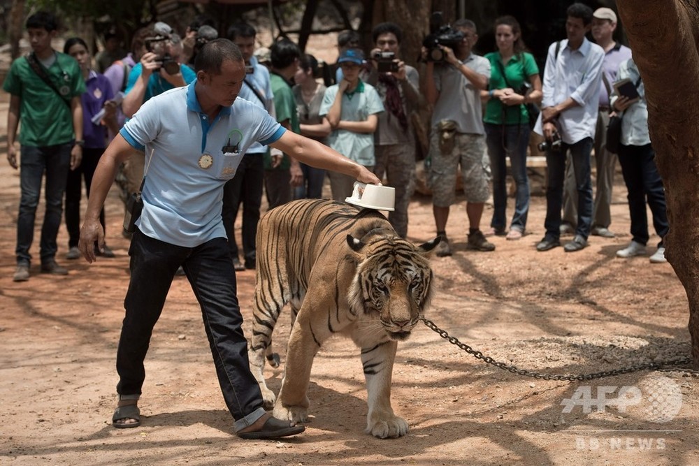 タイの トラ寺院 から押収のトラ 86頭死ぬ 近親交配が原因 写真2枚 国際ニュース Afpbb News