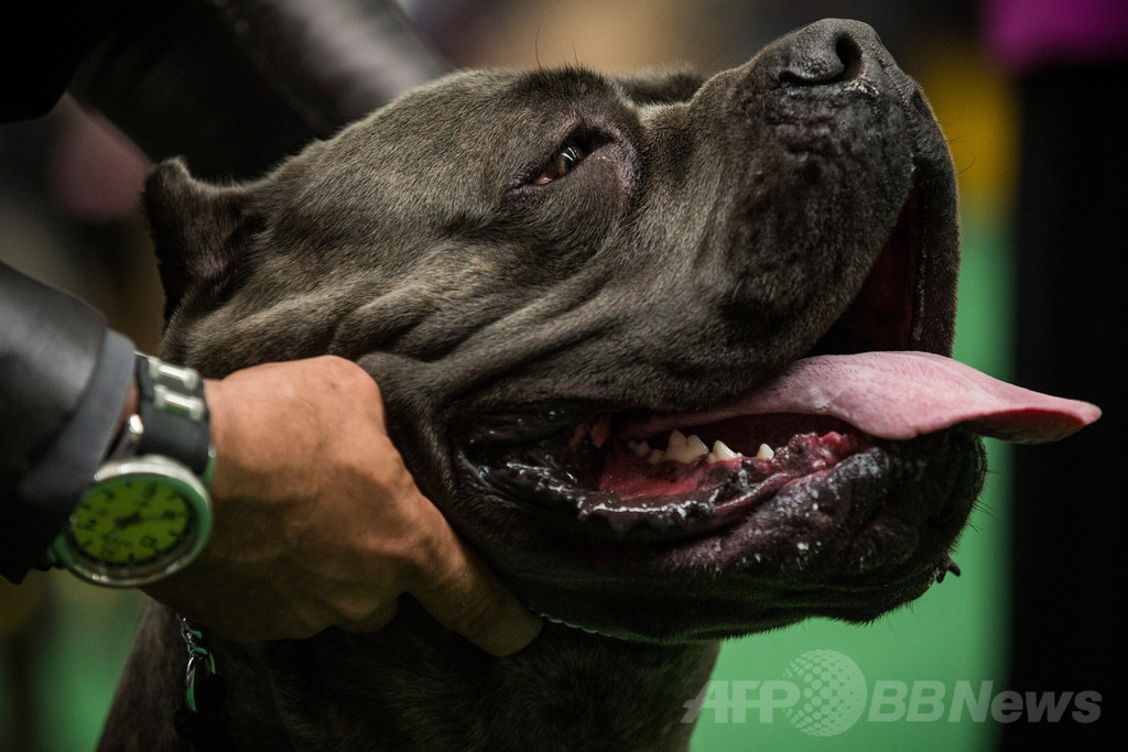 【特集】「美犬」大集合、米ドッグショー写真集