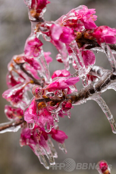 米南東部に冬の嵐、路面凍結・停電で市民生活に混乱