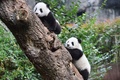 中国・四川省の成都ジャイアントパンダ繁殖研究基地で、木に登るパンダの赤ちゃん（2022年12月29日撮影）。(c)AFP