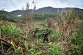 タイ北部チェンマイ県で、トウモロコシの茎を運ぶゾウ使い（2020年6月4日撮影）。(c)Lillian SUWANRUMPHA / AFP