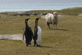南大西洋の英領フォークランド諸島スタンリーのオウサマペンギンと羊（2019年10月6日撮影）。(c)Pablo PORCIUNCULA BRUNE / AFP