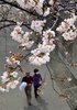 16日に桜の開花宣言が出された東京都心で春分の日の20日、多くの人々が街に出て満開に近づく桜を眺めた（2013年3月20日撮影）。(c)AFP/Yoshikazu TSUNO