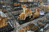 ベトナム警察、「飼い猫窃盗団」摘発 食肉解体されるところだった400匹救出