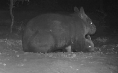 生息数250頭の希少ウォンバット、子どもが誕生 豪