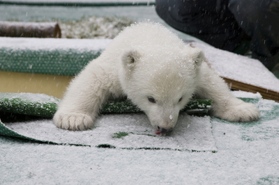 初雪にびっくり、ホッキョクグマのフロッケ