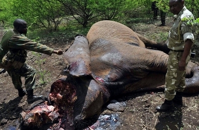 ゾウ密猟者2人を射殺、ケニア