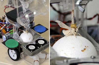 日本のパイオニアが切り開く昆虫ロボットの開発