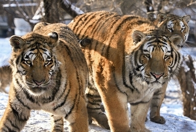 中国動物園でシベリアトラ11頭が餓死、財政難でえさ不足に