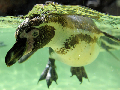 水を得た「鳥」、独動物園のペンギン