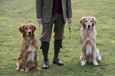 イヌ家畜化、発祥の地は中央アジアか 国際研究