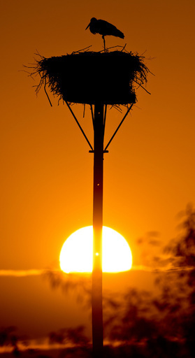 太陽を背に朝を迎える鳥たち、早くも越冬準備開始 独