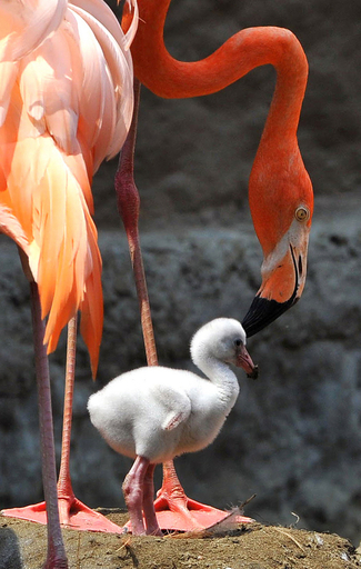 生後6日のベニイロフラミンゴの赤ちゃん、コロンビア
