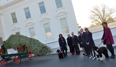 ホワイトハウスに今年もクリスマスツリー到着