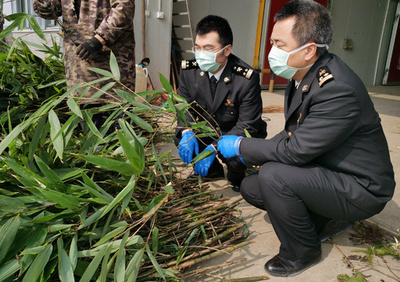 新型肺炎との闘いの中でも…パンダの餌の輸出を優先 中国・成都税関