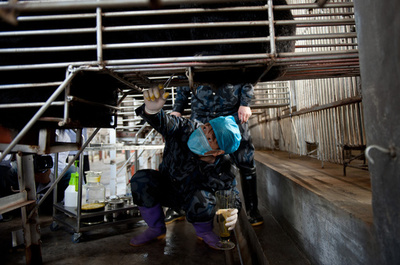 クマの胆汁を新型ウイルス治療に 中国が使用承認、批判集まる