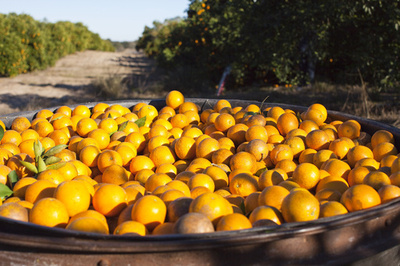 かんきつ類の進化、最新系統樹で解明 研究