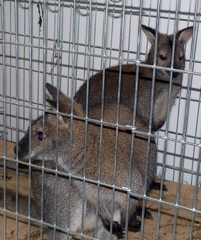 国境警備隊、カンガルーの｢出国｣を阻止　ポーランド