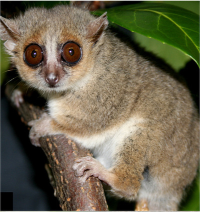 カロリー制限で長生き、ネズミキツネザル実験で効果 仏研究