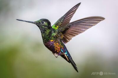 まるで宝石の輝き、コロンビアのハチドリ