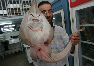 ｢人間の顔をもつ魚｣、イボガンギエイ　パレスチナ自治区