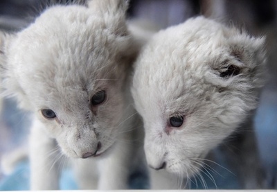 まだまだモフモフ、満1か月迎えた双子のホワイトライオン 中国・済南