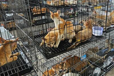 ベトナム警察、「飼い猫窃盗団」摘発 食肉解体されるところだった400匹救出