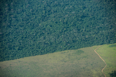 アマゾン森林伐採面積、10月に前年比450％増