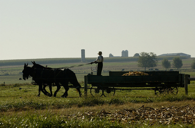 病気のラバの安楽死忍びない、生き埋めにした男
