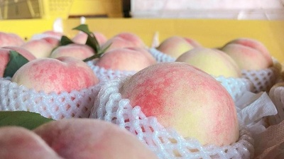 中国・無錫の水蜜桃が海外でも大人気 ドバイでは1個1万円近く