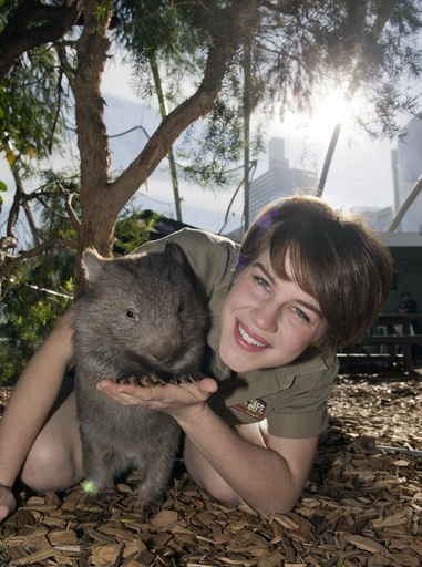 ウォンバットの赤ちゃんがデビュー、豪シドニー動物園