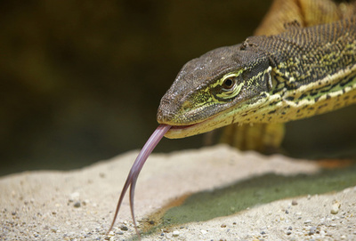 オオトカゲが襲撃、飼い犬守ろうとした高齢カップルが大けが 豪