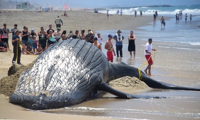 米カリフォルニア州のビーチでザトウクジラ死ぬ