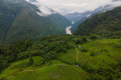 中国大陸部で最も高い木、チベットで発見