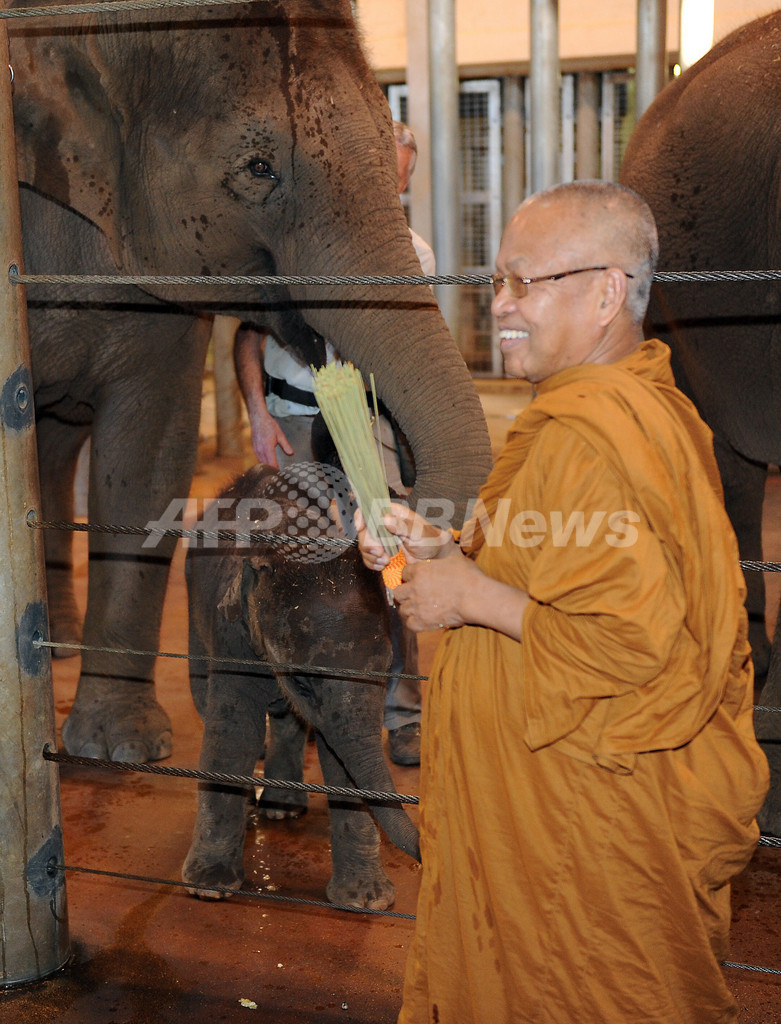 オーストラリアで初めて生まれたゾウ タイの僧侶から祝福受ける 写真6枚 国際ニュース Afpbb News