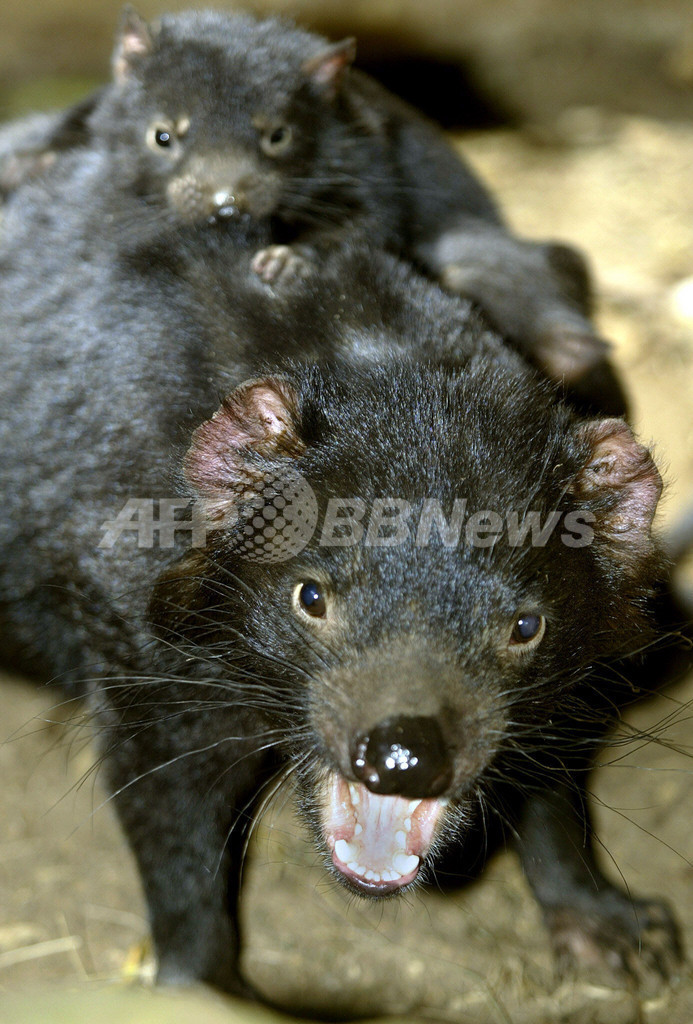 タスマニアデビル デビルがん で絶滅の危機 オーストラリア 写真2枚 国際ニュース Afpbb News
