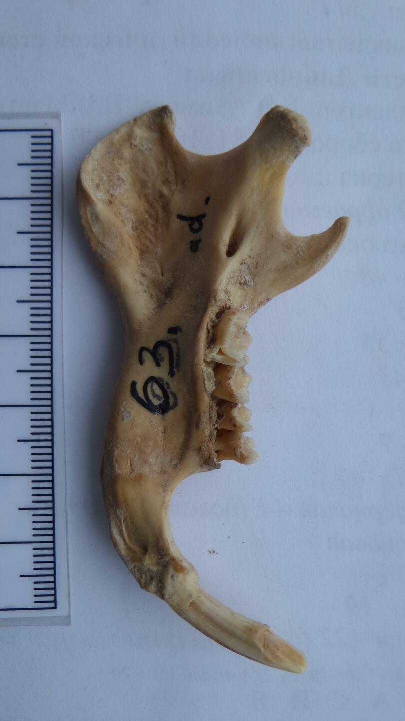 古人類は動物習性を利用して狩猟 中国の考古学者が明らかに