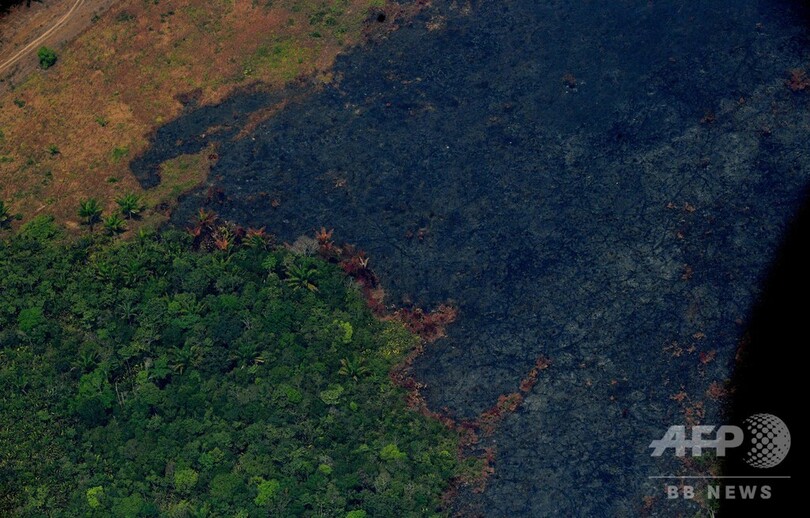 牛肉と大豆、アマゾン森林火災に関わるブラジルの2大産業