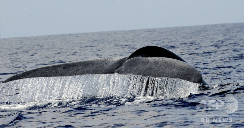 シロナガスクジラの春の移動 リスク軽減のため経験に基づき時期など決定 米研究 写真1枚 国際ニュース Afpbb News
