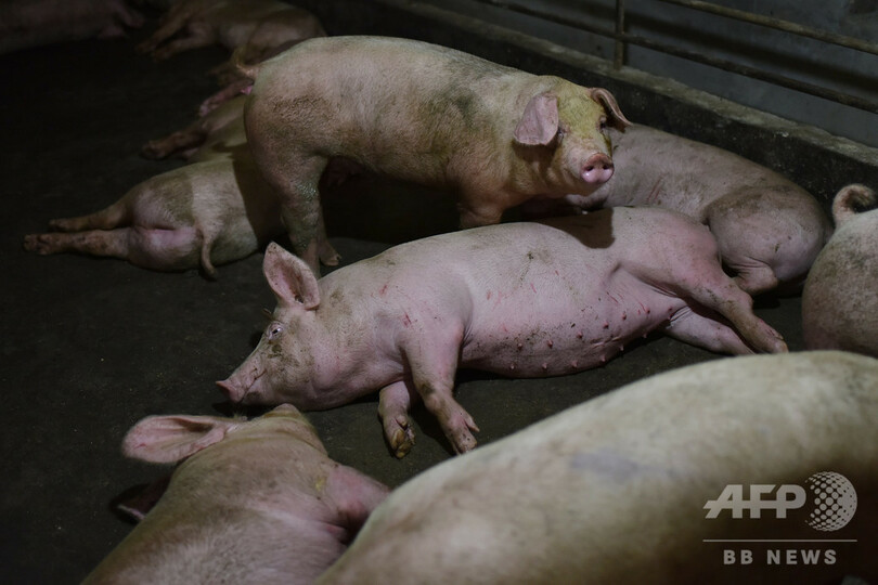 新型豚インフルの流行懸念 中国は重大視しない姿勢 写真5枚 国際ニュース Afpbb News