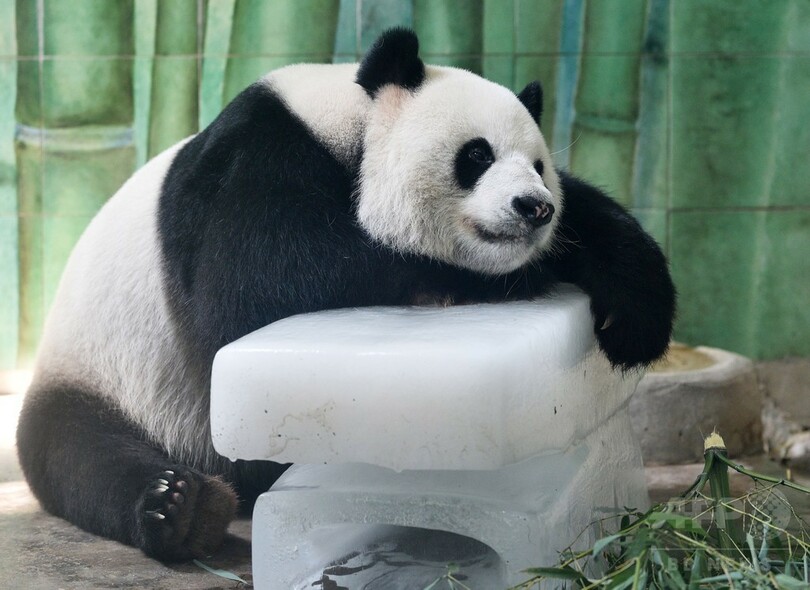 「しあわせ～」パンダ、氷に大喜び
