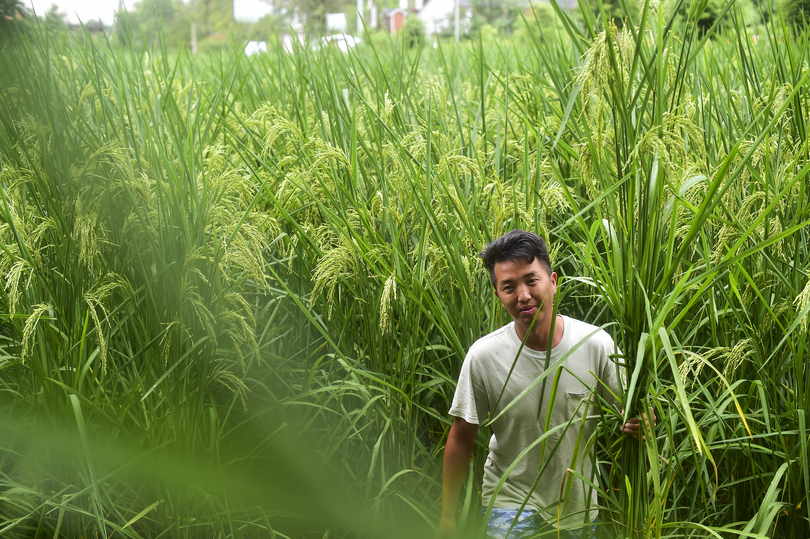 高さ２メートルの 巨大稲 の試験栽培に成功 重慶市 写真14枚 国際ニュース Afpbb News