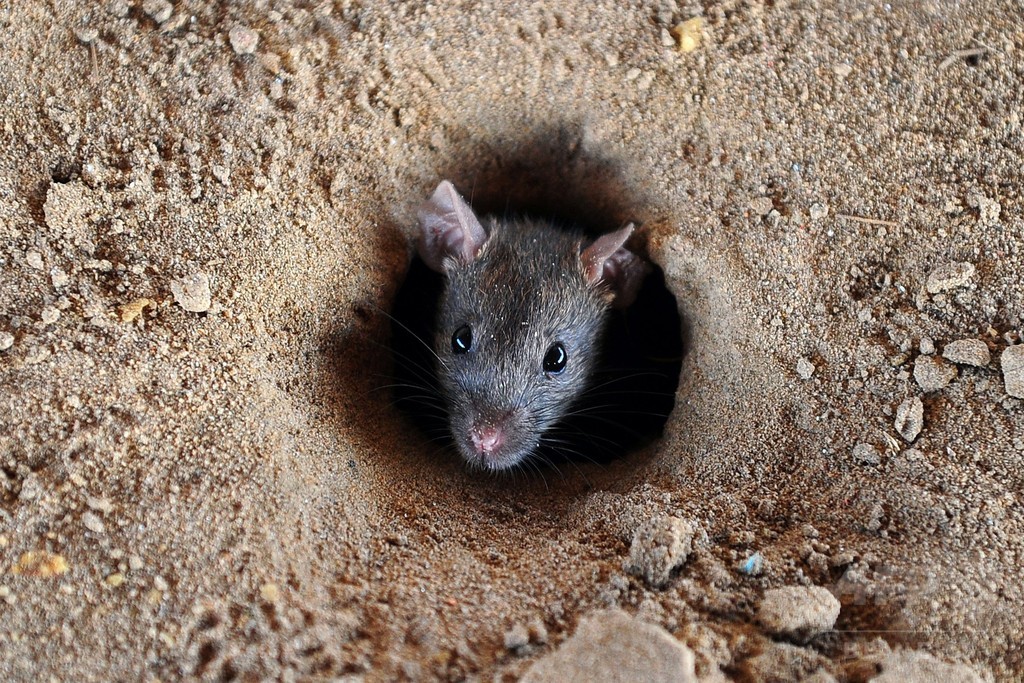 消えた押収品のマリフアナ、犯人は「ネズミ」とインド警察 消えた押収品のマリフアナ、犯人は「ネズミ」とインド警察