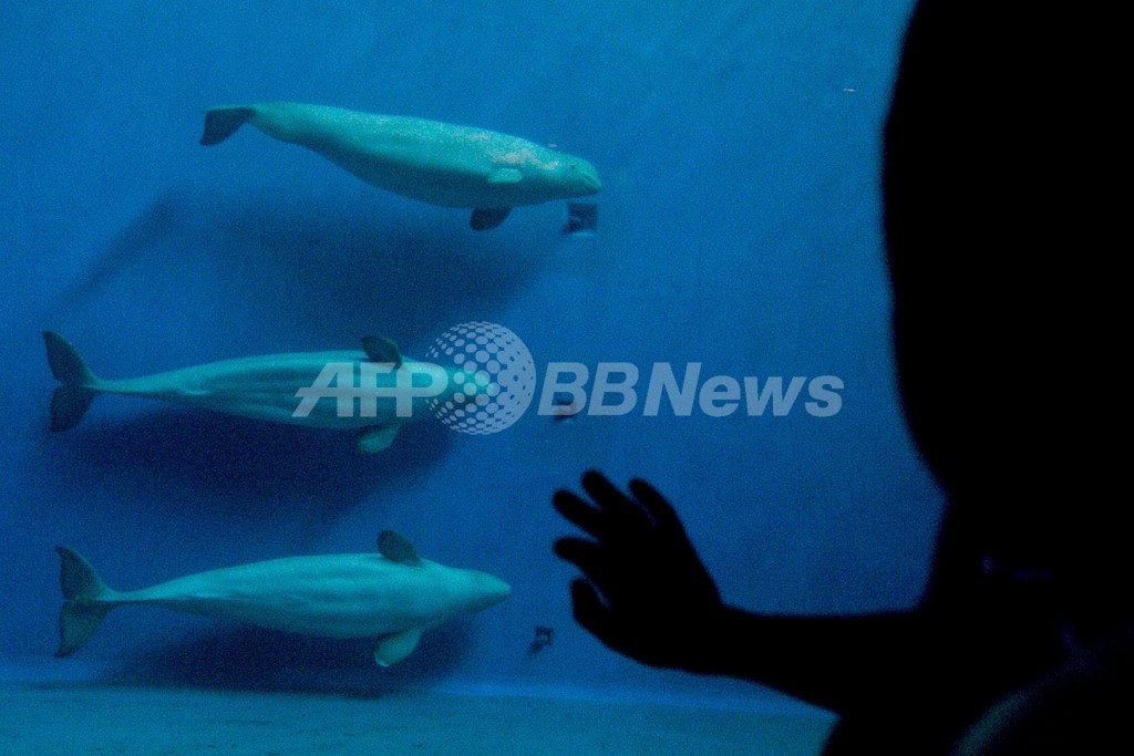 10分でクジラ肉見分ける「リトマス紙」、台湾が導入 10分でクジラ肉見分ける「リトマス紙」、台湾が導入