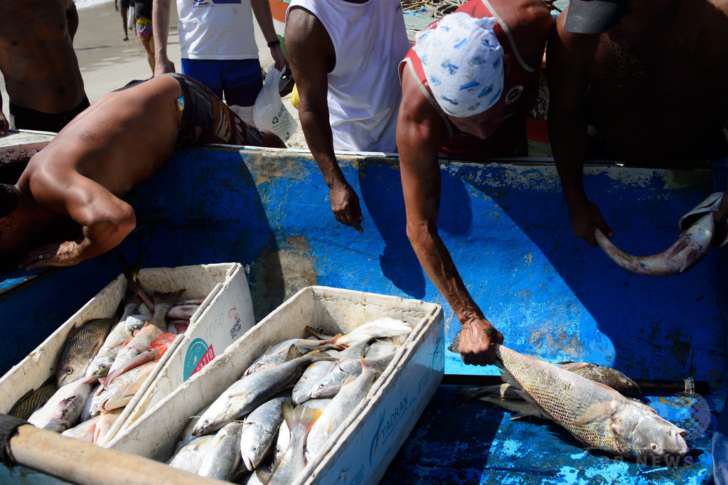 ブラジル、EUへの魚の輸出を一時中止に 食品安全基準めぐって溝 ブラジル、EUへの魚の輸出を一時中止に 食品安全基準めぐって溝