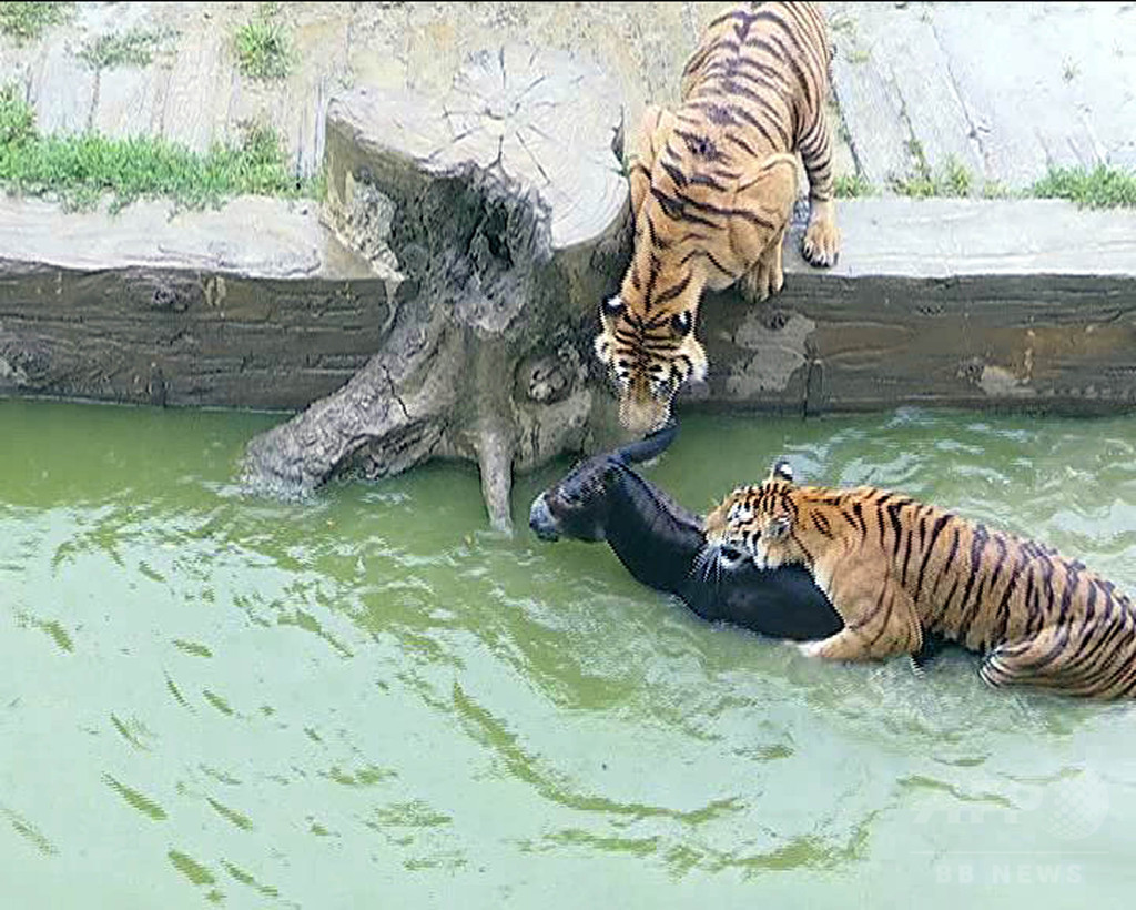 生きたロバをトラの餌に 投資家の暴挙捉えた映像に怒りの声 中国 写真4枚 国際ニュース Afpbb News