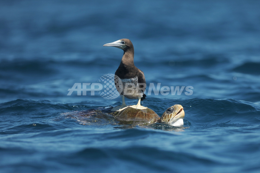 カメはトカゲより鳥に近い 過去最大の遺伝子分析で確認 写真1枚 国際ニュース Afpbb News