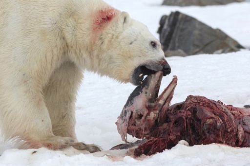 史上初観察 ホッキョクグマがイルカを捕食 写真5枚 国際ニュース Afpbb News